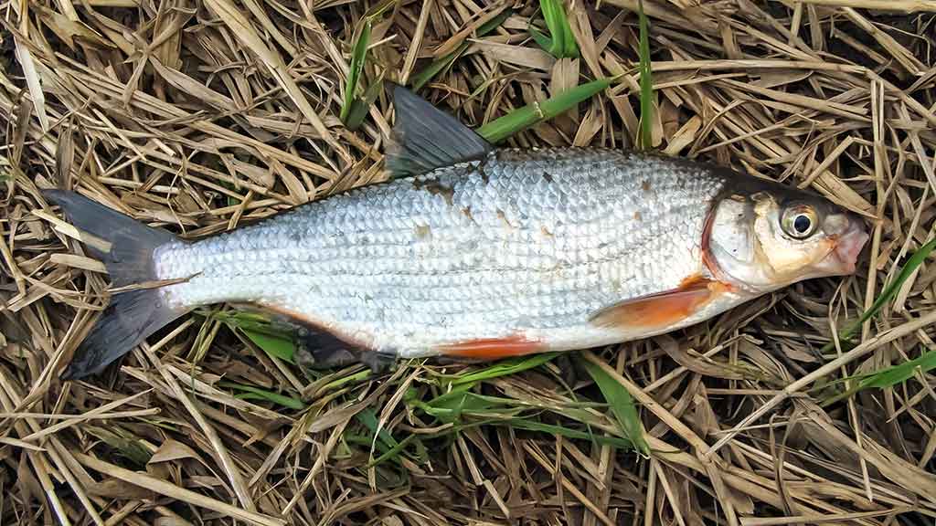 Nemunas, plūdinė ir senos dambos. Kitaip nei vasarą