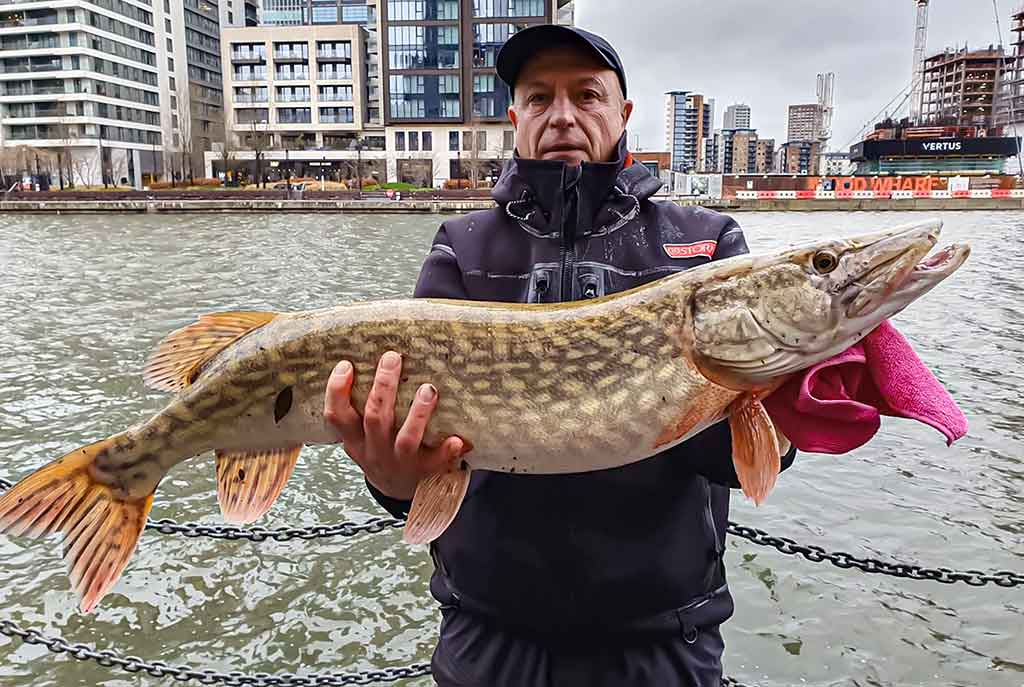 Kaip pagauti lydeką? Kaip pagauti lydeką?
