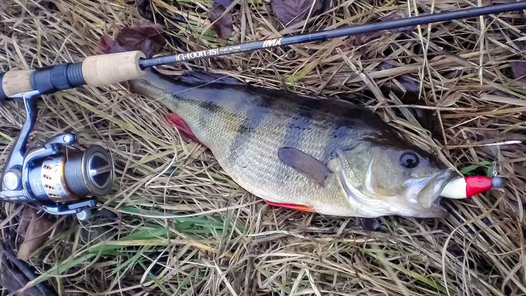 Ešerių žūklė guminukais. Ruduo Ešerių žūklė guminukais. Ruduo