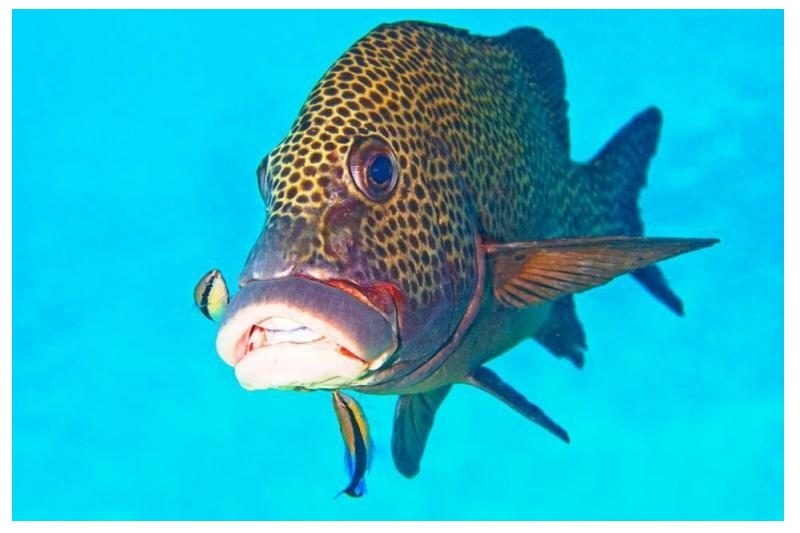 Mėlindryžė lupažuvė