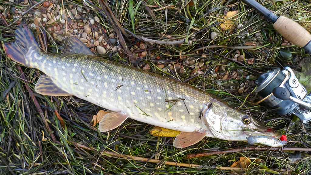 Guminukas pavasariui Guminukas pavasariui