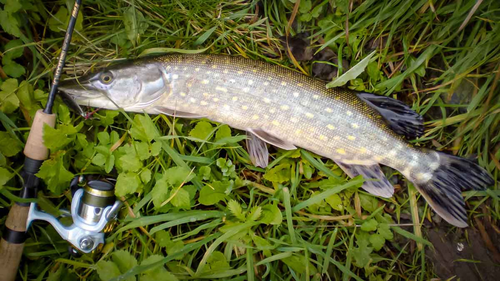 Ta gerai pažįstama mįslinga lydeka. Antra dalis