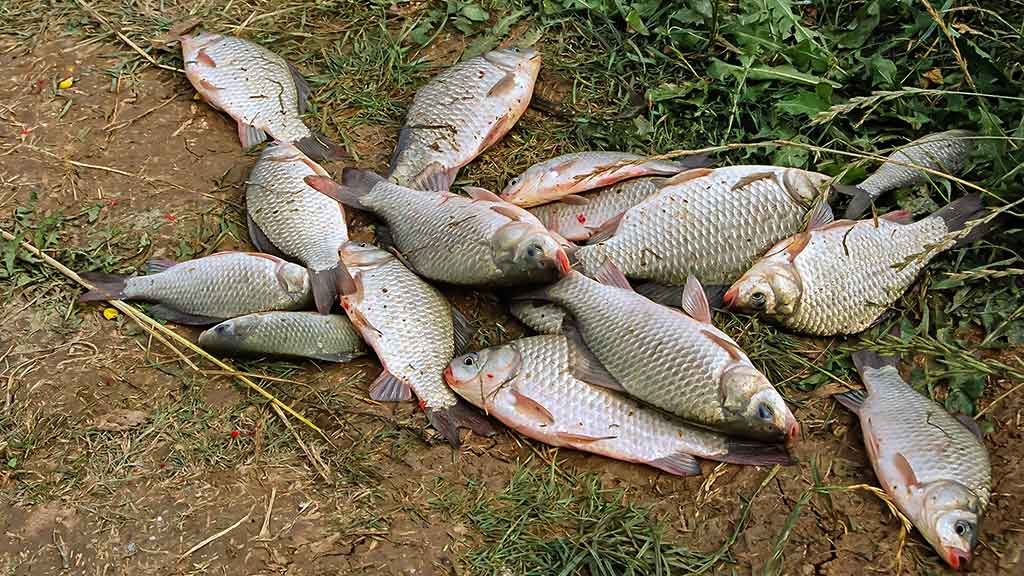 Karosus – dugnine meškere. Pirma dalis Karosus – dugnine meškere. Pirma dalis