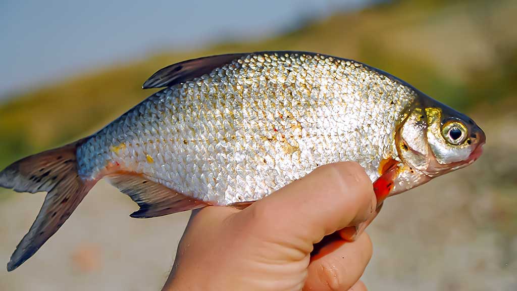 Sudužę margučiai arba kaip Dievas juokiasi Sudužę margučiai arba kaip Dievas juokiasi