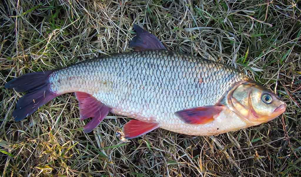 Gyvenimas po tiltu. Antra dalis Gyvenimas po tiltu. Antra dalis