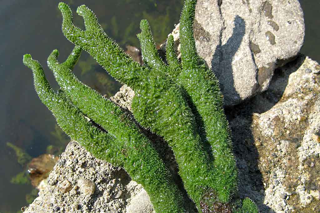 Vandens džiunglių labirintuose. Ne vien augalai Vandens džiunglių labirintuose. Ne vien augalai