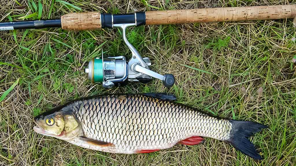 Sukis, lapeli, sukis... Apie lydekas, šapalus ir meknes