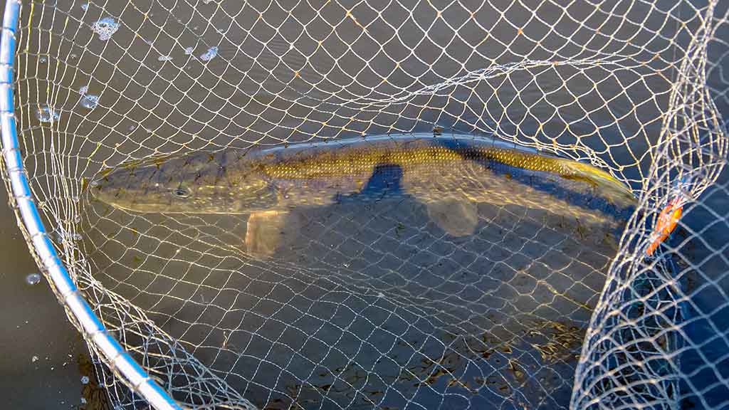 Nugalėtojas būna tik vienas. Antra dalis Nugalėtojas būna tik vienas. Antra dalis