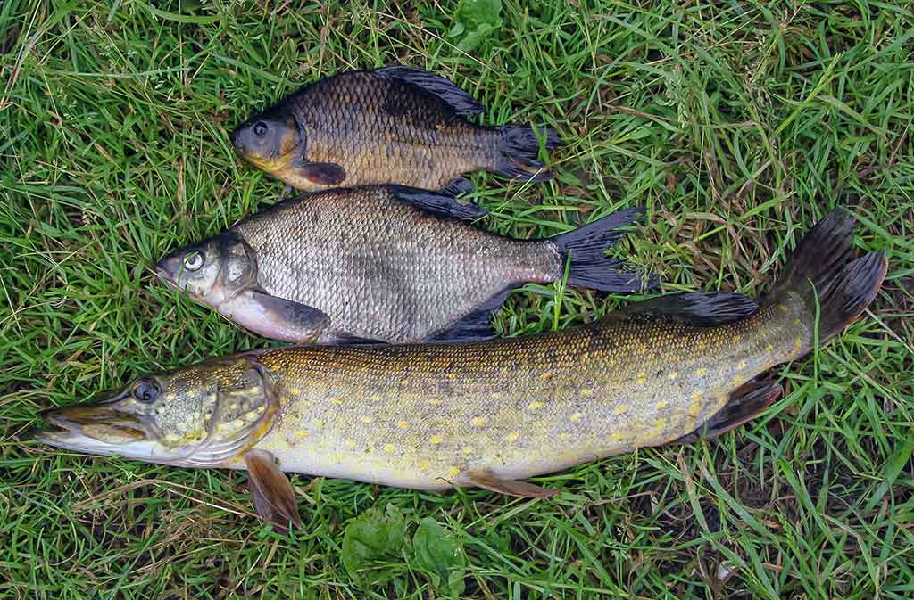 Vandens džiunglių labirintuose. Patys aukščiausi