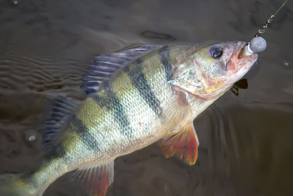 Jaukinimas spiningaujant. Pirma dalis Jaukinimas spiningaujant. Pirma dalis