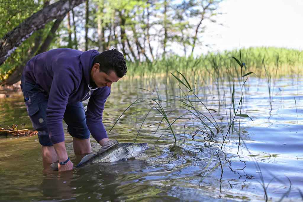 Ežerinio sterko paslaptis. Pirma dalis
