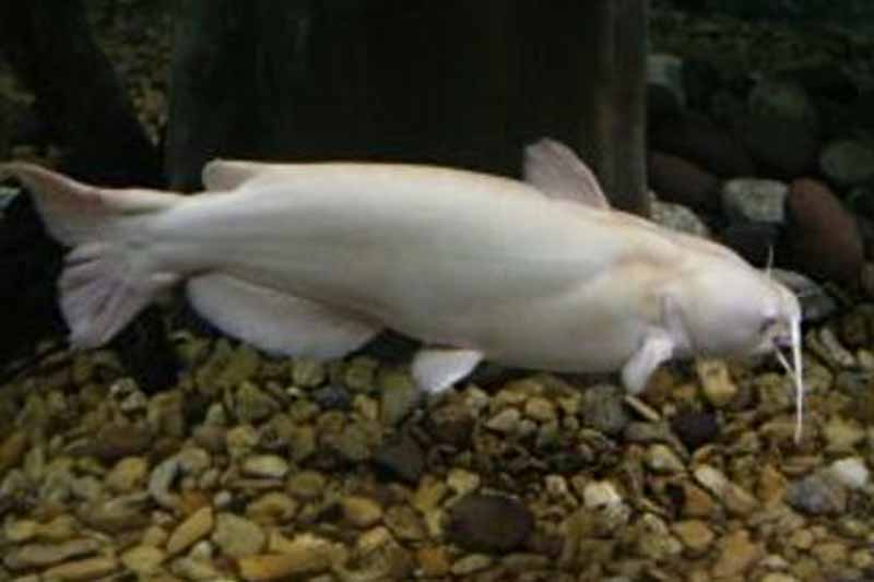 Žuvys albinosai Žuvys albinosai