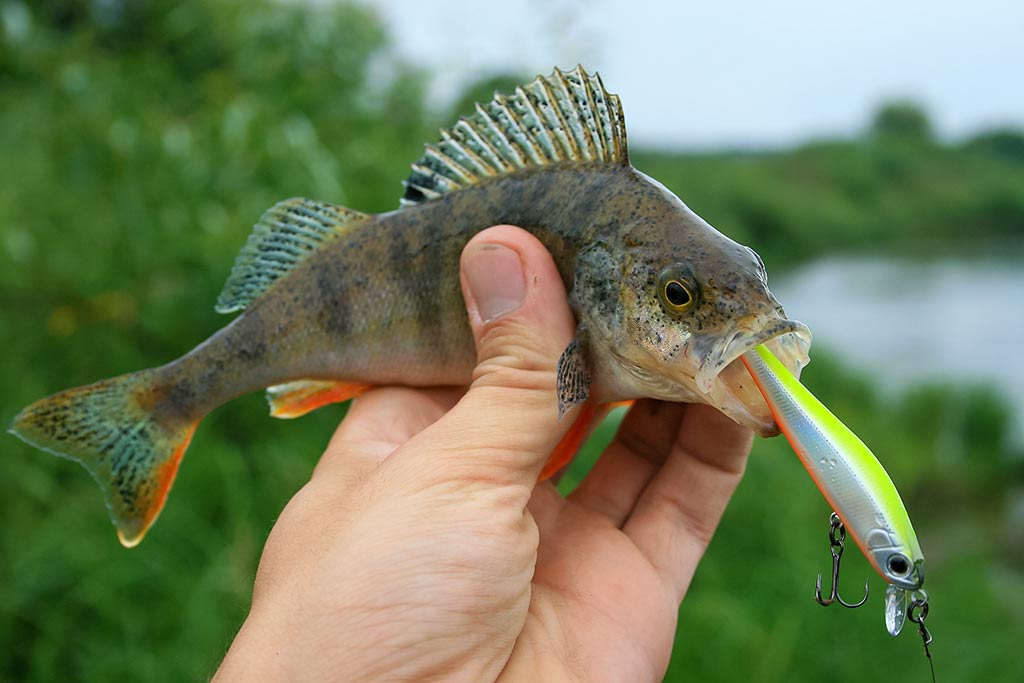 Paskutinės katino dienos Paskutinės katino dienos