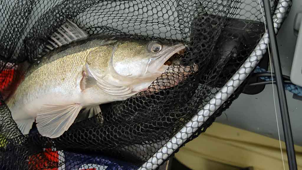 Kuomet sterkai pakyla. Trečia dalis