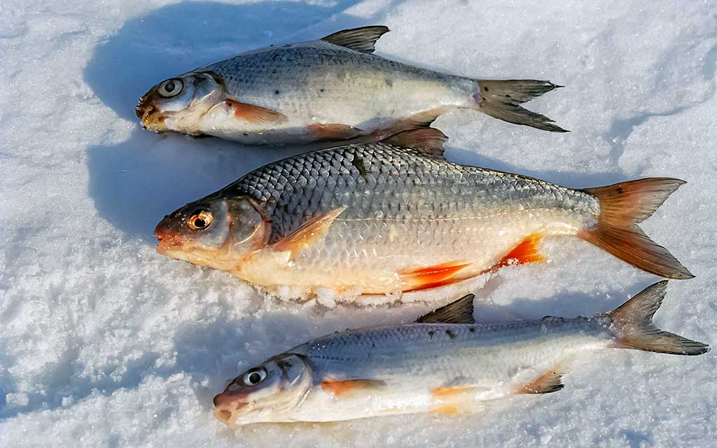 Kur po iš po ledo kimba pačios įvairiausios žuvys