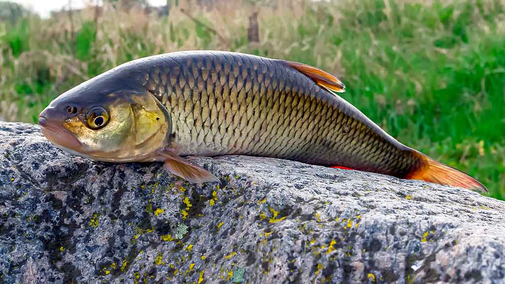 Mepps – tai žvejybinė klasika Mepps – tai žvejybinė klasika