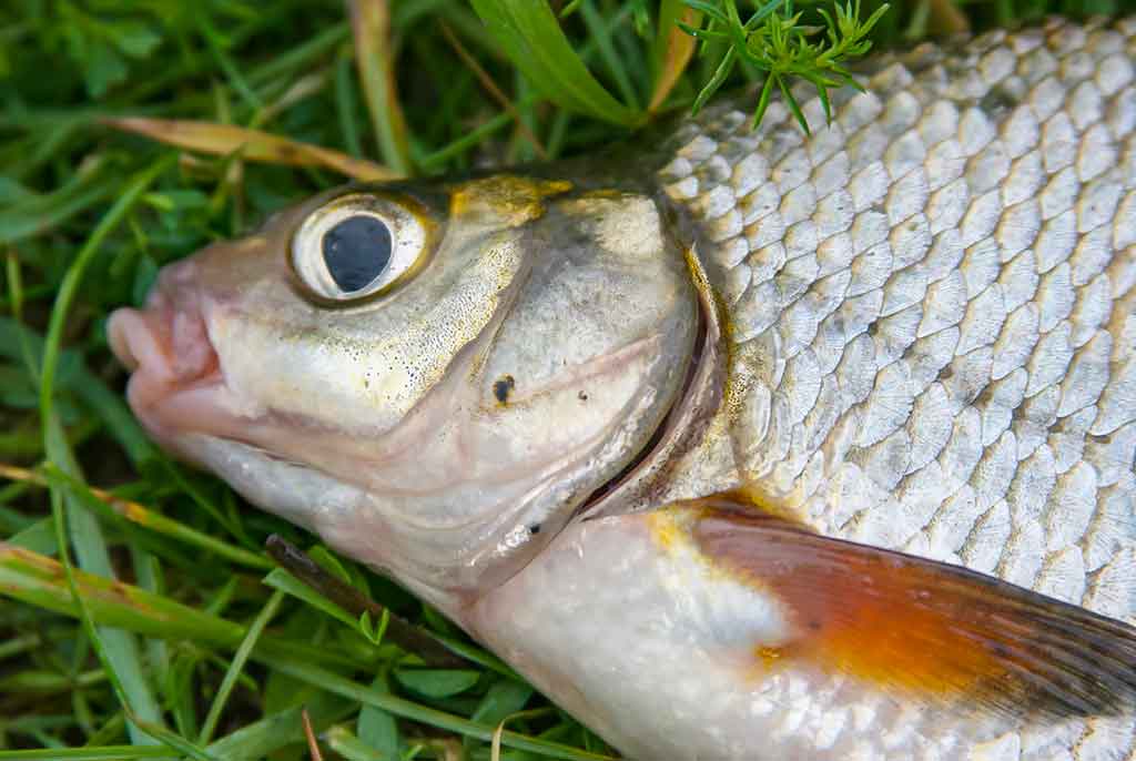 Nubudusio vandens vilionės. Antra dalis