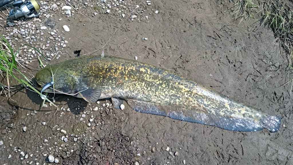 Kaip sugauti šamą? Kaip sugauti šamą?