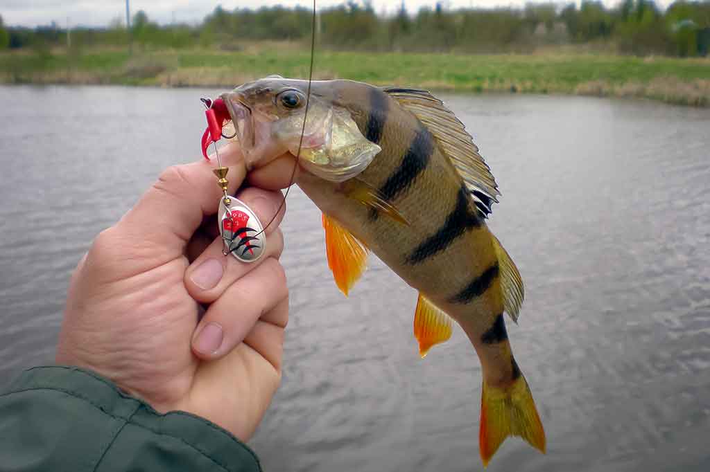Pradžiamokslis norintiems žvejoti klasikinėmis sukriukėmis