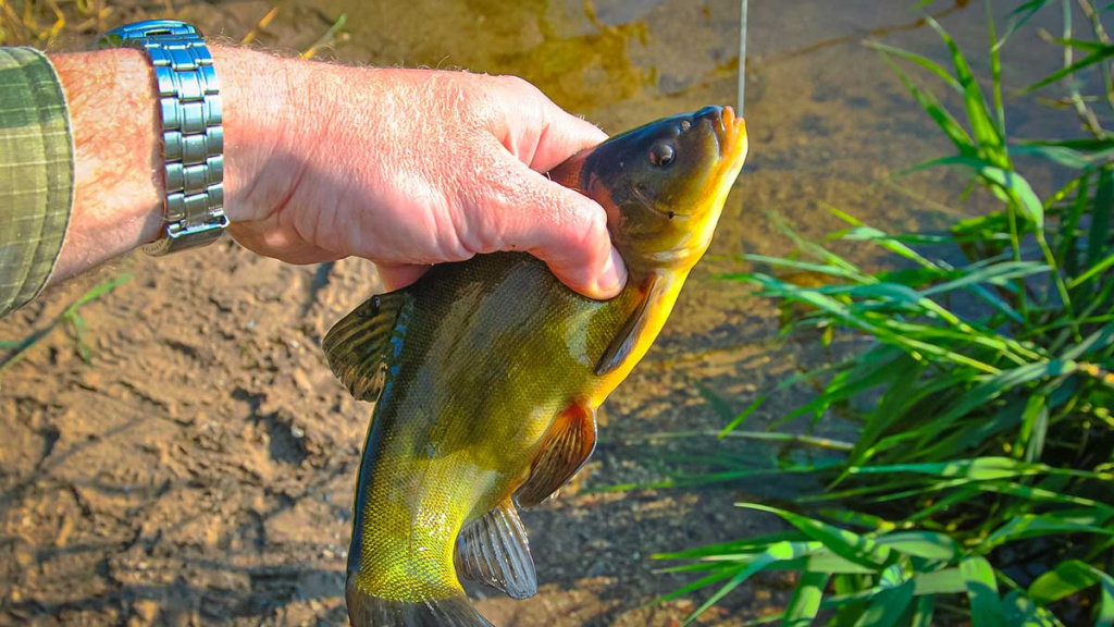 Brėkštančio ryto žuvys. Pirma dalis Brėkštančio ryto žuvys. Pirma dalis