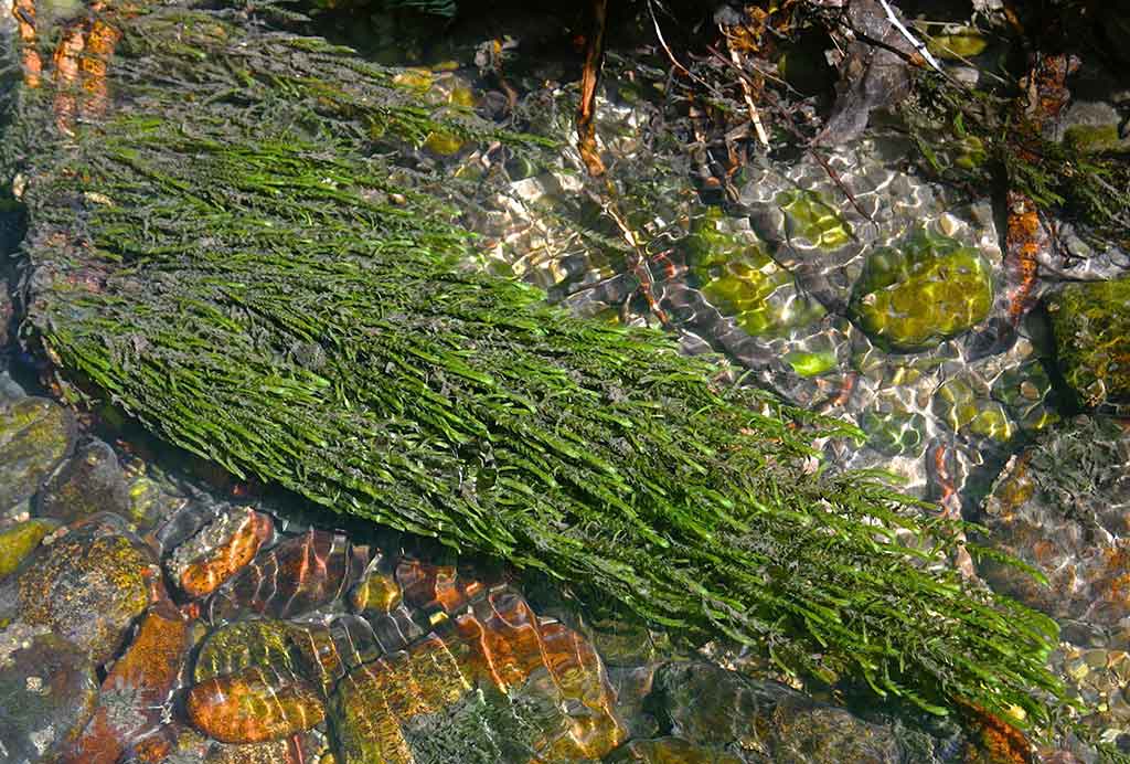 Vandens džiunglių labirintuose. Ne vien augalai Vandens džiunglių labirintuose. Ne vien augalai