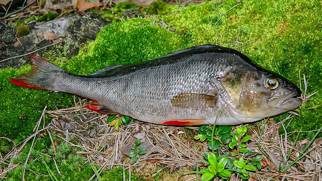 Švento Petro gimtinėje. Pirma dalis Švento Petro gimtinėje. Pirma dalis