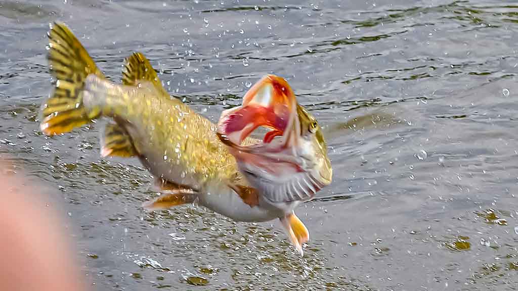 Žvejo aura. Antra dalis Žvejo aura. Antra dalis