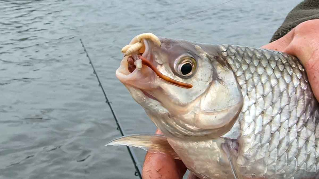 Dar ne laikas mest į kampą meškerę Dar ne laikas mest į kampą meškerę