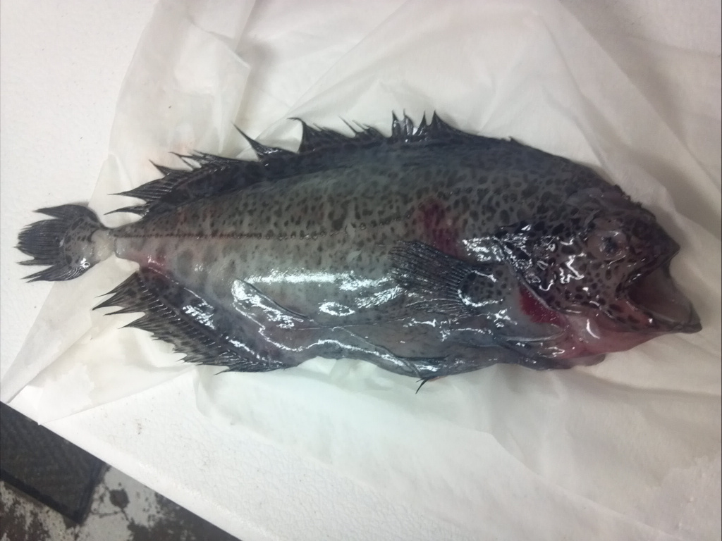 Žuvis - skuduras Žuvis - skuduras