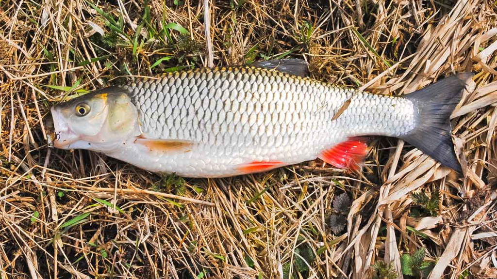 Šapalų žūklė, kai ateina gegužis. Pirma dalis