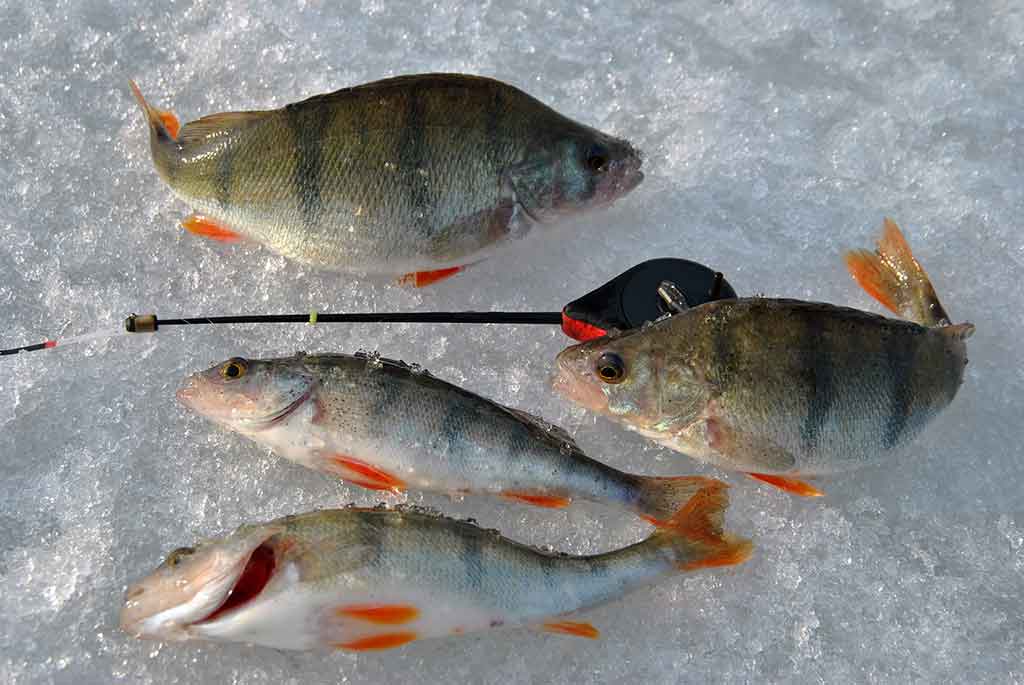 Kaip pagauti ešerį?