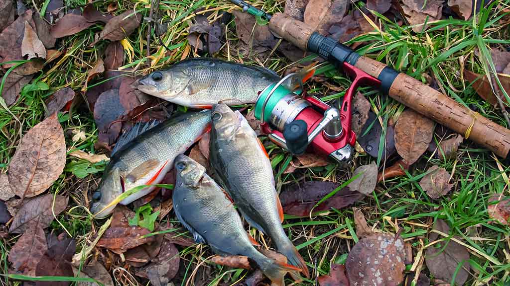 Geriau trumpas ar ilgas kotas? Antra dalis Geriau trumpas ar ilgas kotas? Antra dalis