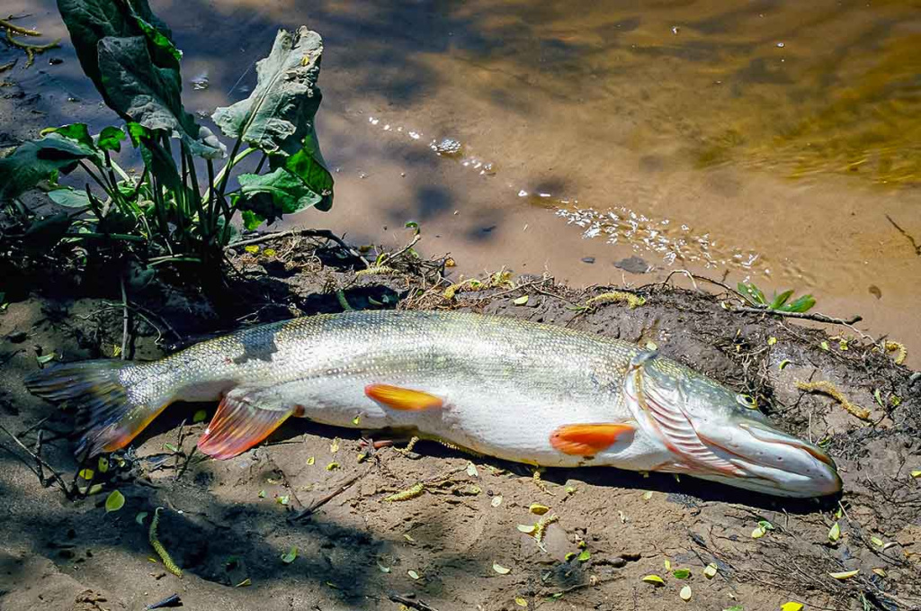 Apie saulę, vėją ir lietų. Pirma dalis