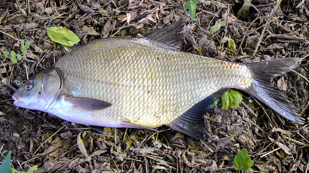 Plačiau apie viršūnėles ir šiek tiek apie dugnines. Antra dalis