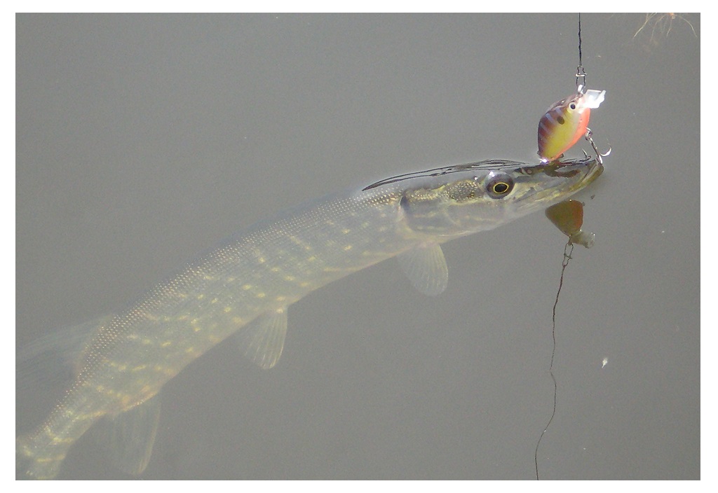 Kai masalo liežuvėlis trumpas, kilpelė būna ant voblerio nosies