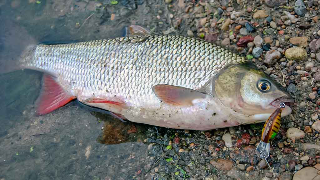 Vobleris po mikroskopu – liežuvis ir kilpa. Trečia dalis
