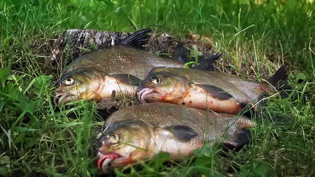 Karšius ežere – bolonine meškere