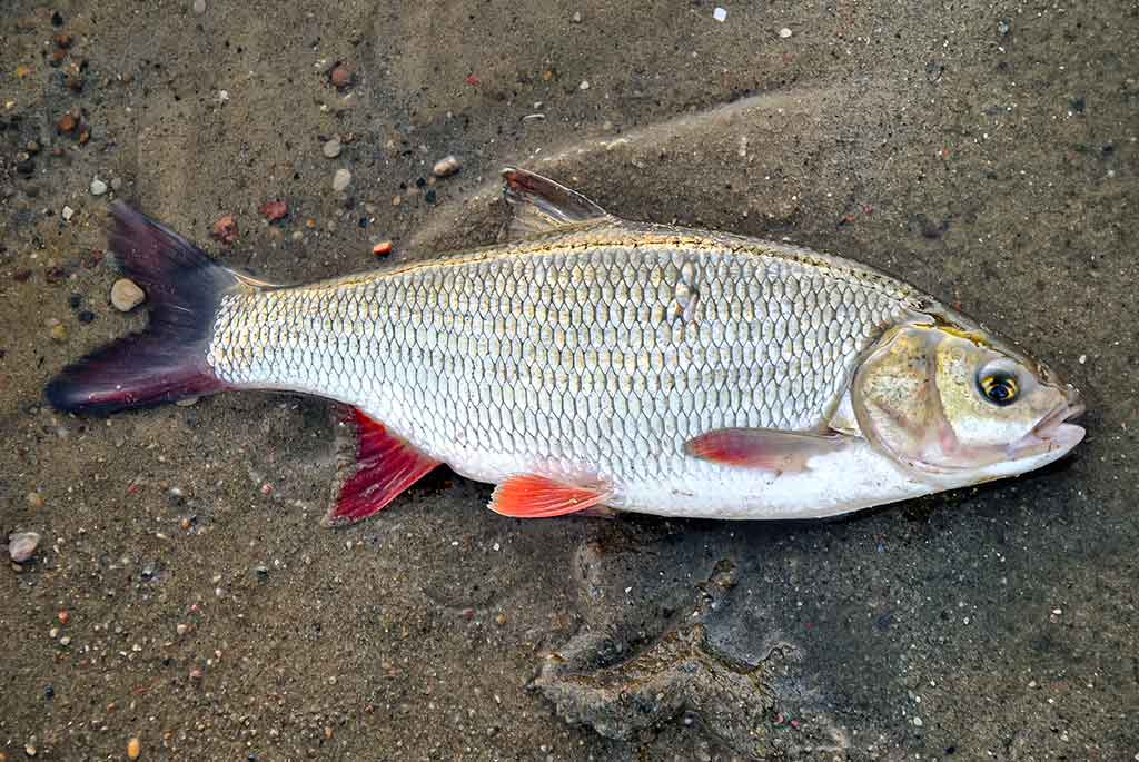 Rėvose su plūdine Rėvose su plūdine