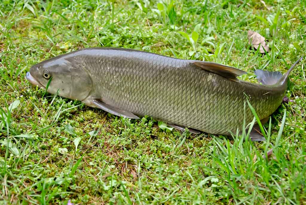 Ar patinka silikonas salačiams? Antra dalis