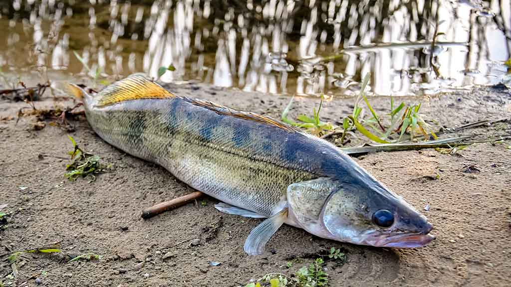 Apie (ne)sušalusias žvejo rankas. Pirma dalis