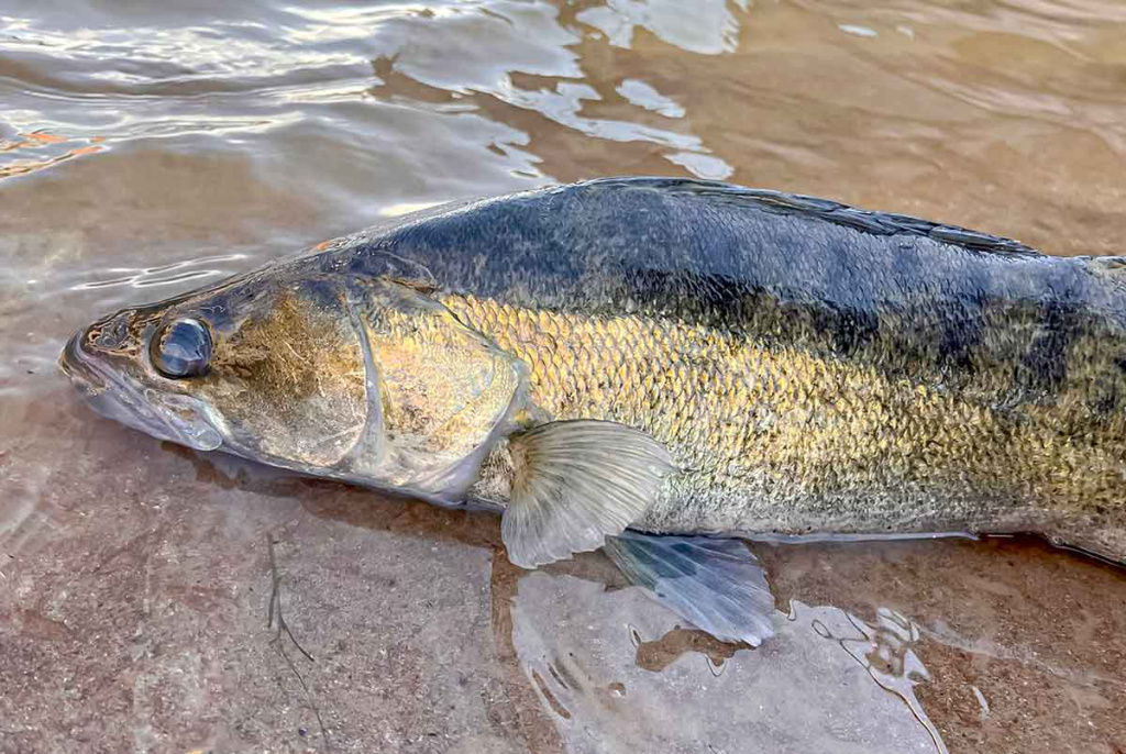 Jei žiemą nori sėkmingai pažvejoti, keliauk į miesto centrą. Antra dalis