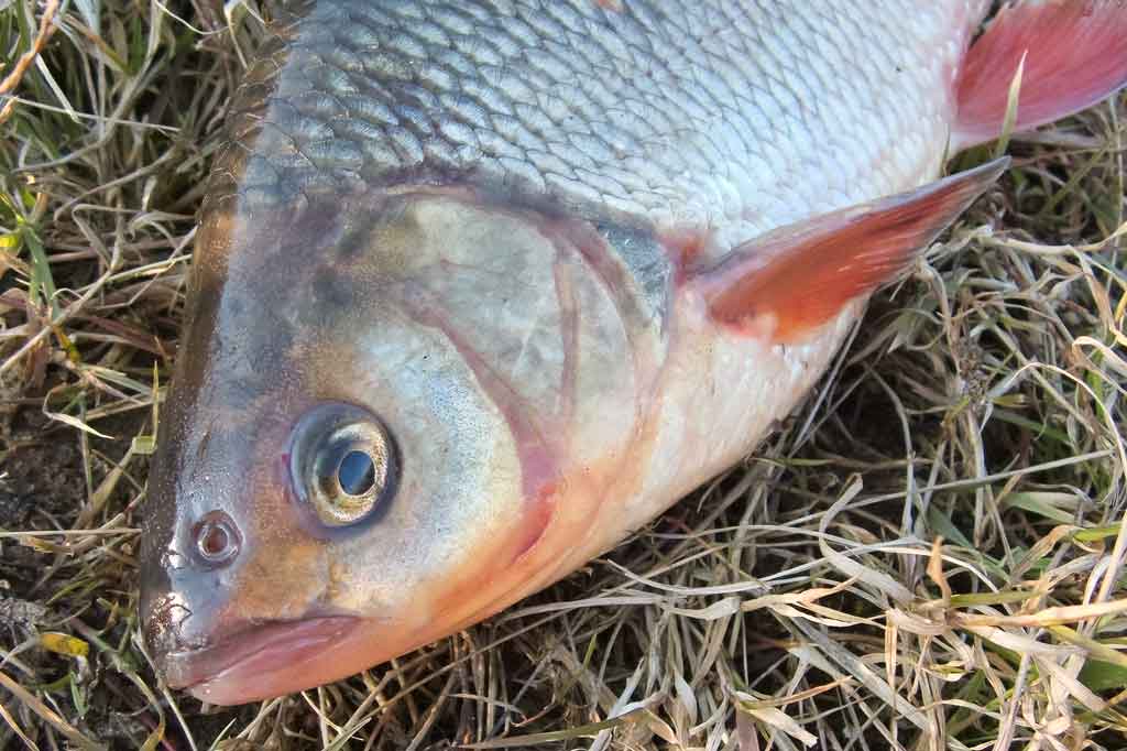 Turkiški žirniai lietuviškoms žuvims Turkiški žirniai lietuviškoms žuvims