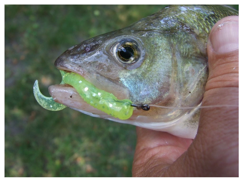Skaidriame vandenyje ešerius veiksmingai vilioja žalsvi Lucky John Chunk Tail guminukai, turintys skonį ir kvapą