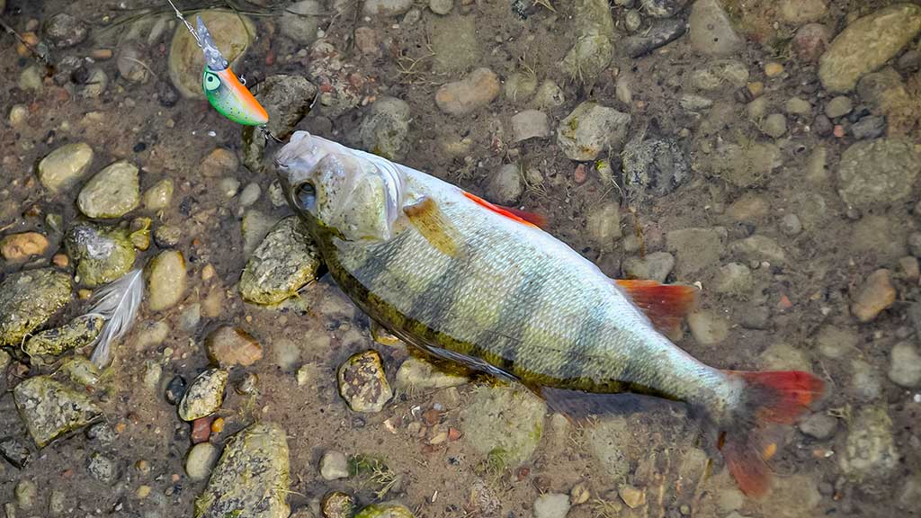 Tiny – kryptis į srovės širdį. Trečia dalis