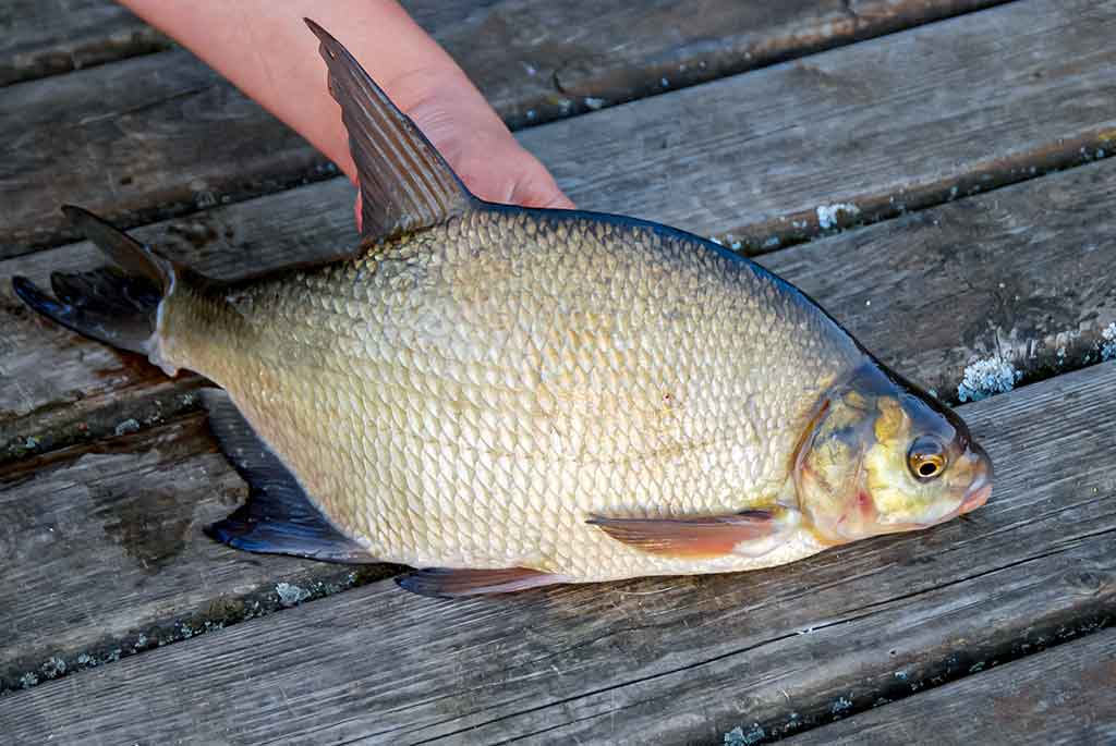 „Balta“ žuvis juodą naktį. Antra dalis „Balta“ žuvis juodą naktį. Antra dalis