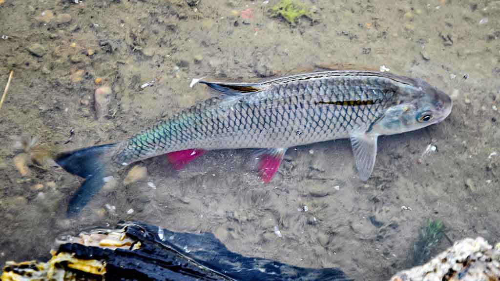 Rėvose su plūdine Rėvose su plūdine