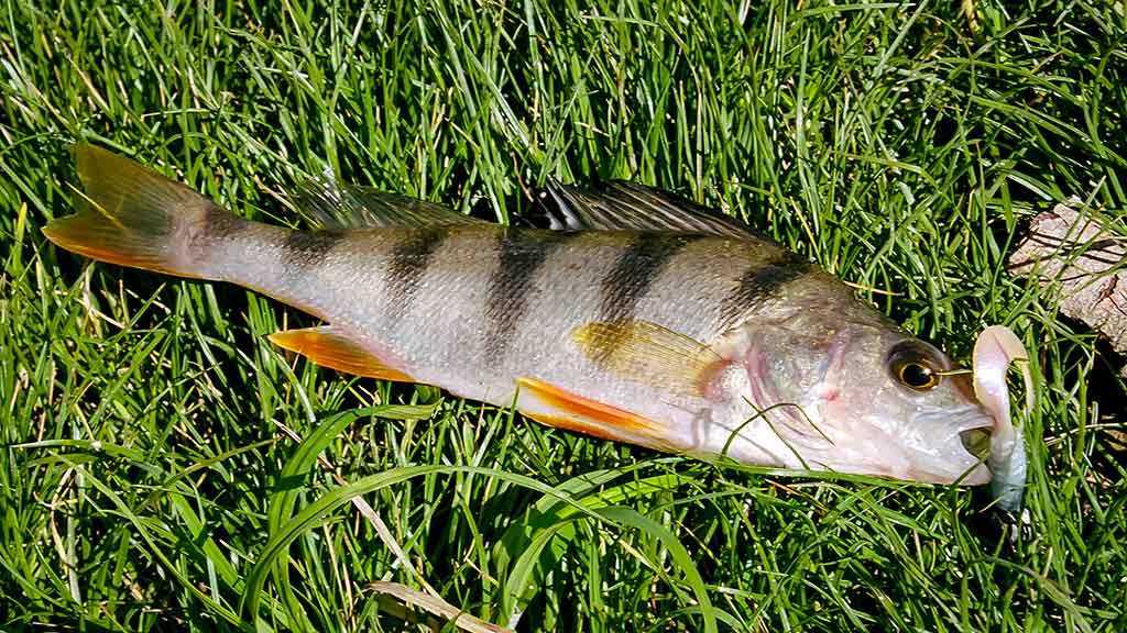 Apie nepilnametes, mikromasalus ir striptizą. Pirma dalis Apie nepilnametes, mikromasalus ir striptizą. Pirma dalis