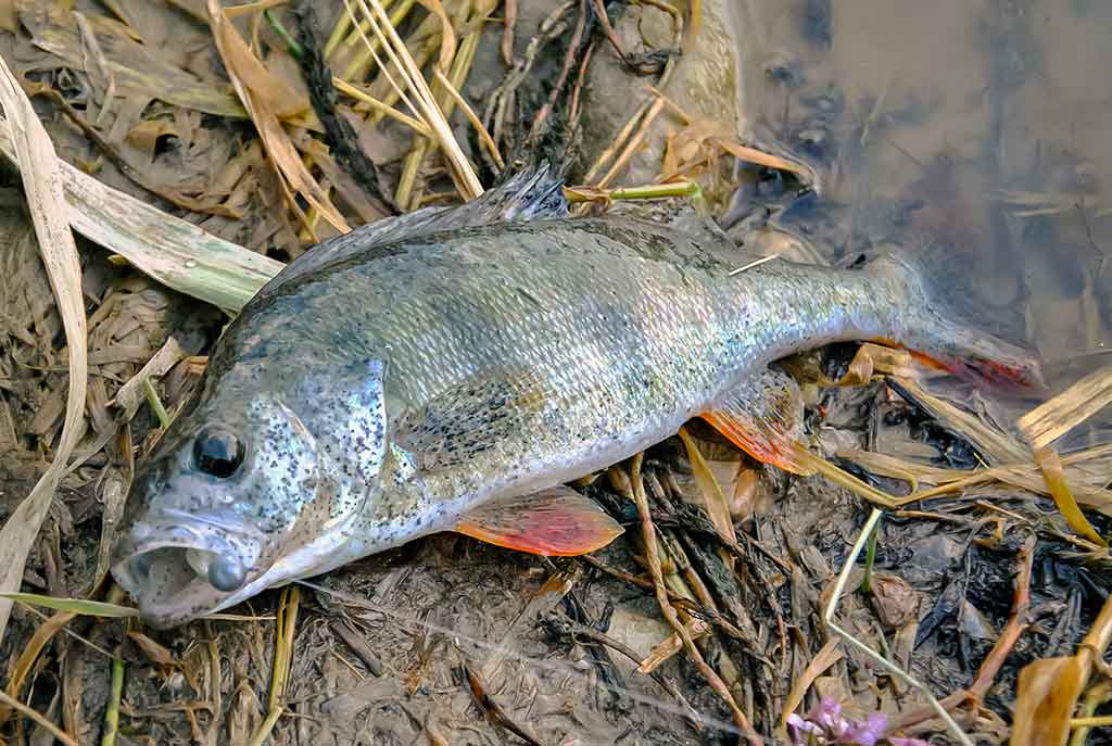 Neries ešerio gaudymas