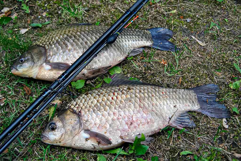 Balų valdovo kaprizai. Antra dalis Balų valdovo kaprizai. Antra dalis