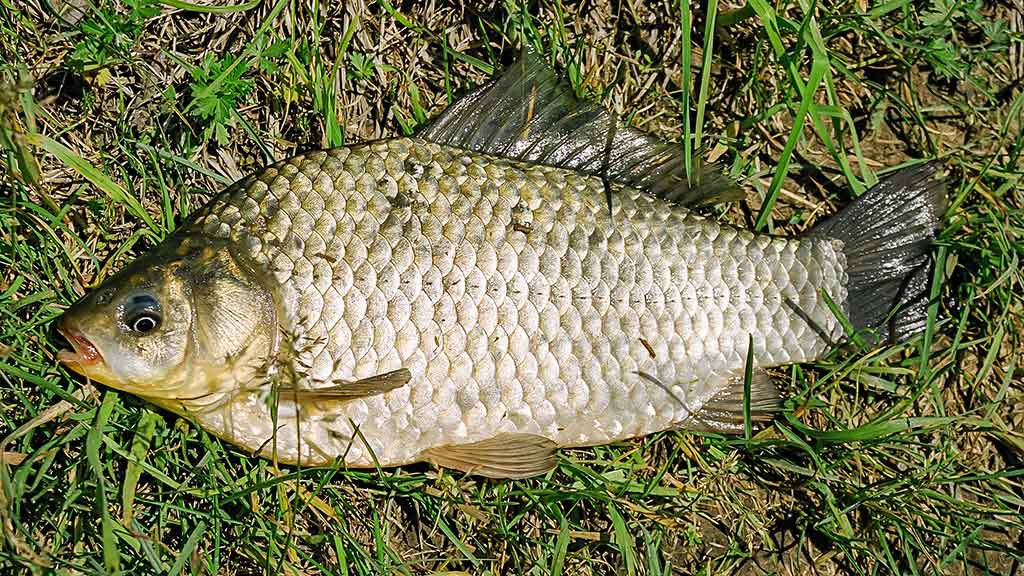 Sugrįžimas, kur giedra, šilta ir žalia